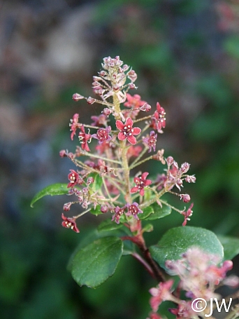 Ribes viburnifolium  Catalina perfume