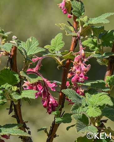 Ribes malvaceum 'Cupertino Rose' chaparral currant