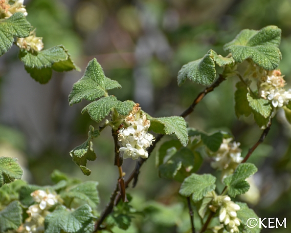 Ribes malvaceum 'Rana White' white chaparral currant