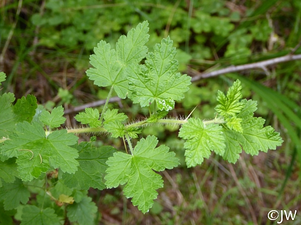 Ribes menziesii  canyon gooseberry