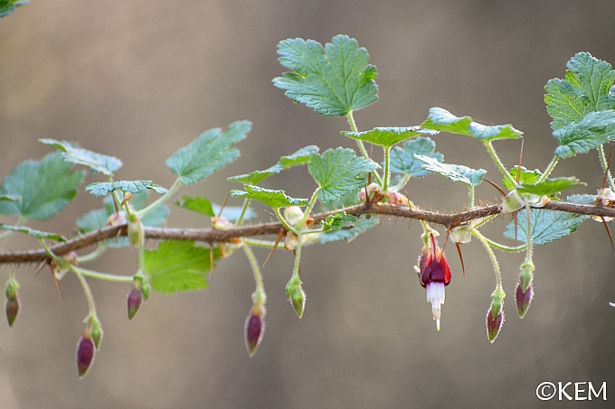 Ribes menziesii  canyon gooseberry