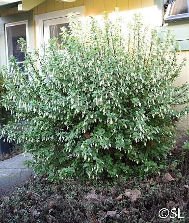 Ribes indecorum  white flowering currant