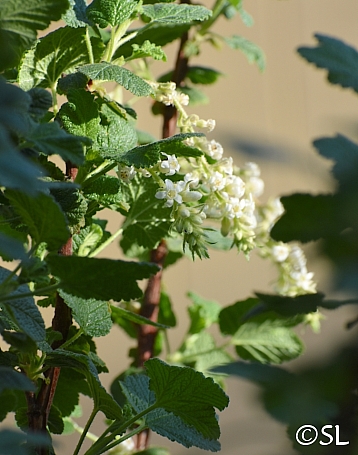 Ribes indecorum  white flowering currant