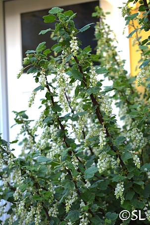 Ribes indecorum  white flowering currant