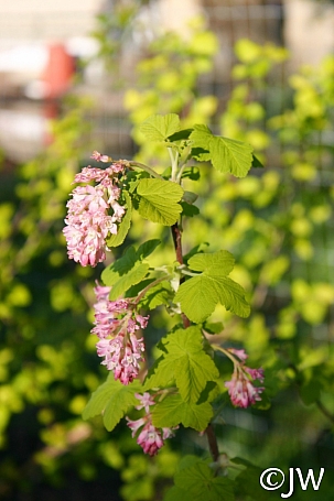 Ribes sanguineum v. sanguineum 'Brocklebankii' golden-leaved red flowering currant