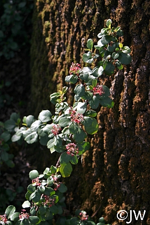 Ribes viburnifolium  Catalina perfume
