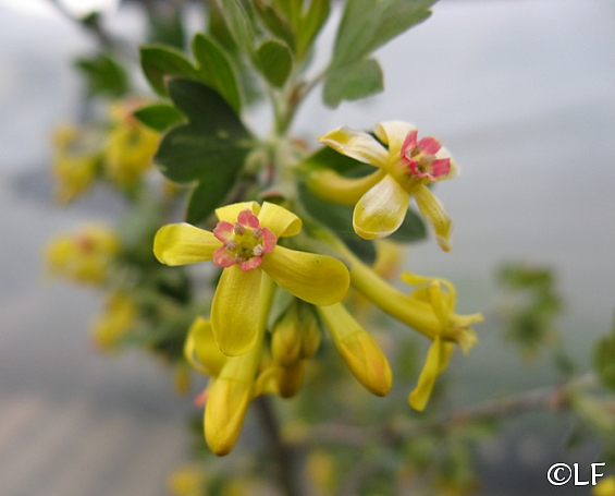 Ribes odoratum 'Crandall' clove-scented currant