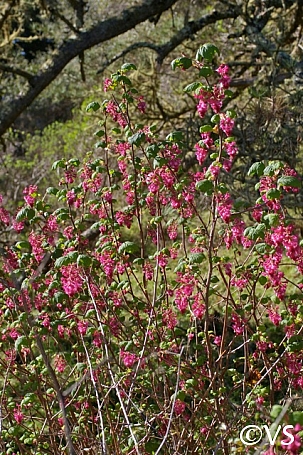 Ribes sanguineum v. glutinosum 'Heart's Delight' pink flowering currant