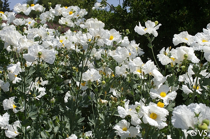 Romneya coulteri  matilija poppy