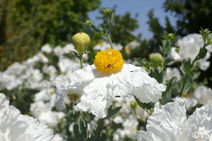 Romneya coulteri  matilija poppy