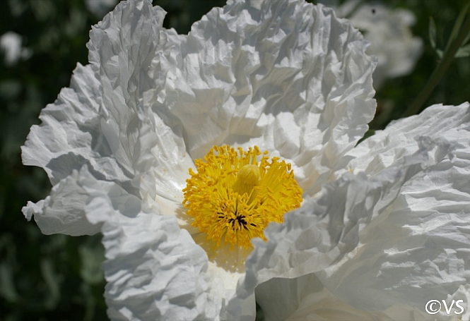 Romneya coulteri  matilija poppy