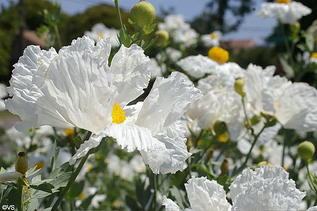 Romneya coulteri  matilija poppy