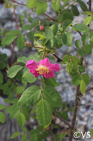 Rosa gymnocarpa  wood rose