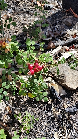Rosa spithamea  Sonoma rose