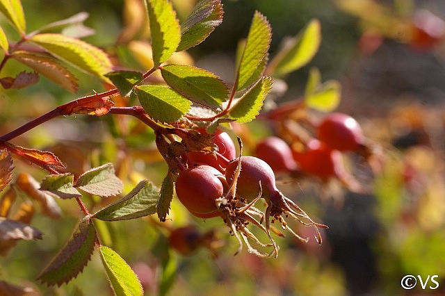 Rosa californica  California wild rose