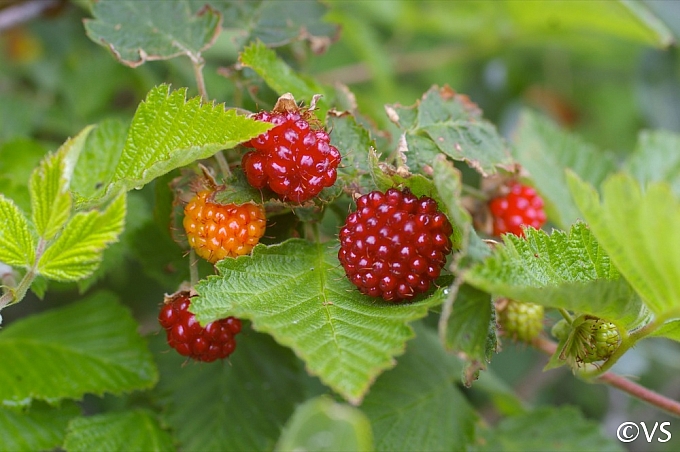 Rubus spectabilis  salmonberry