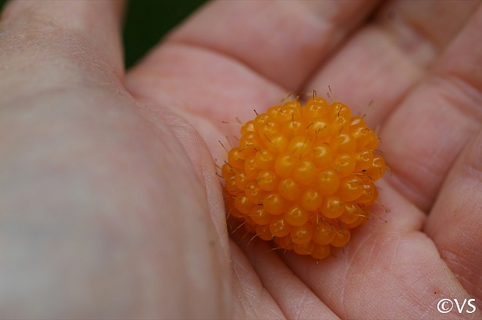 Rubus spectabilis  salmonberry