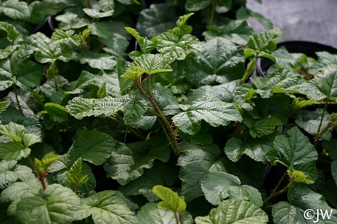 Rubus ursinus  California blackberry