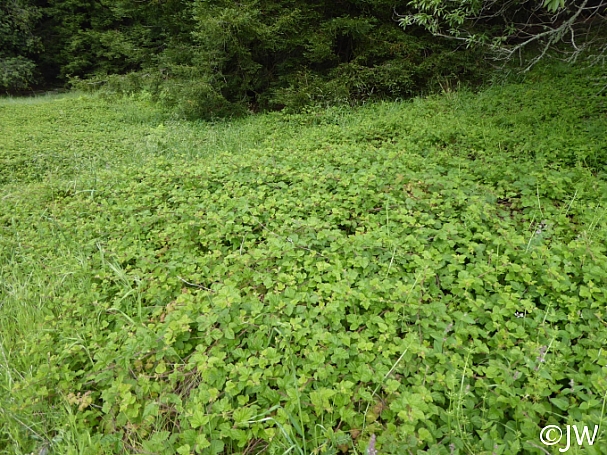 Rubus ursinus  California blackberry
