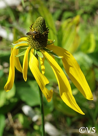 Rudbeckia californica  California coneflower