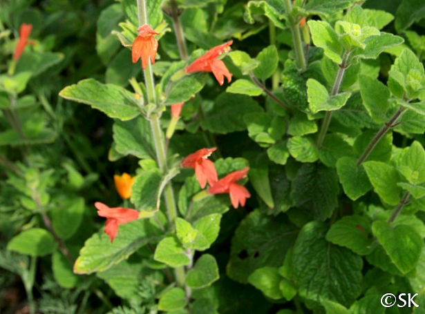 Clinopodium (Satureja) mimuloides  monkeyflower savory