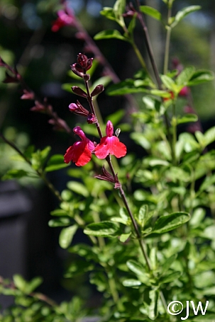 Salvia greggii 'Puebla Cherry' 