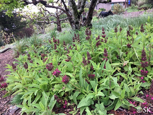 Salvia spathacea  hummingbird sage