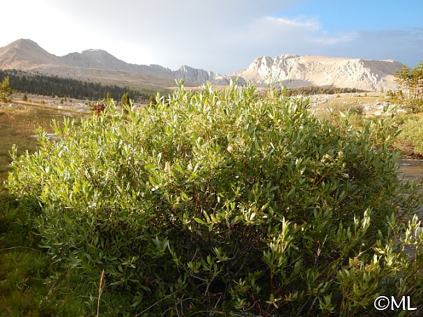 Salix eastwoodiae  mountain willow
