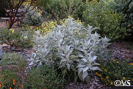 Salvia apiana  white sage