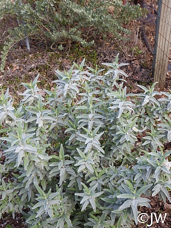 Salvia leucophylla 'Figueroa' purple sage