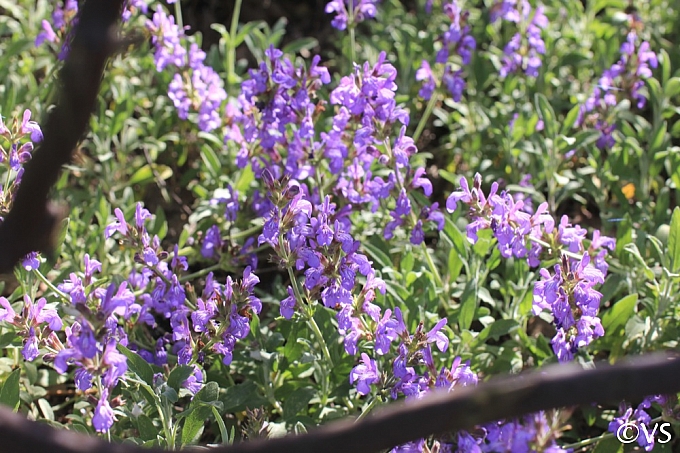Salvia officinalis 'Robert Grimm' dwarf culinary sage