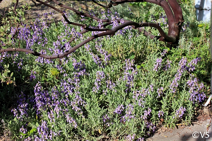 Salvia officinalis 'Robert Grimm' dwarf culinary sage