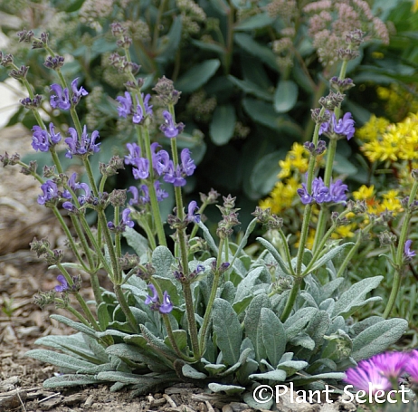 Salvia  canescens v. daghestanica  Caucasus sage