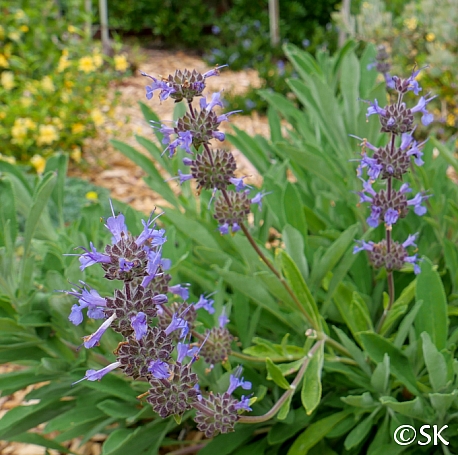 Salvia x 'Dara's Choice' sage