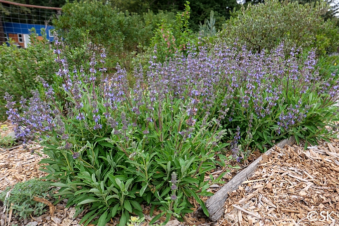 Salvia x 'Dara's Choice' sage