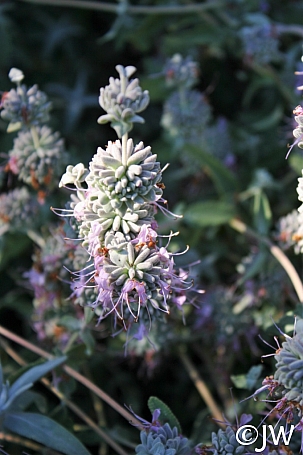 Salvia leucophylla 'Figueroa' purple sage