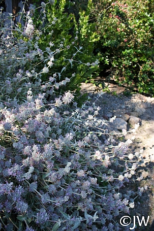 Salvia leucophylla 'Figueroa' purple sage