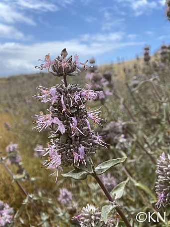 Salvia leucophylla  purple sage