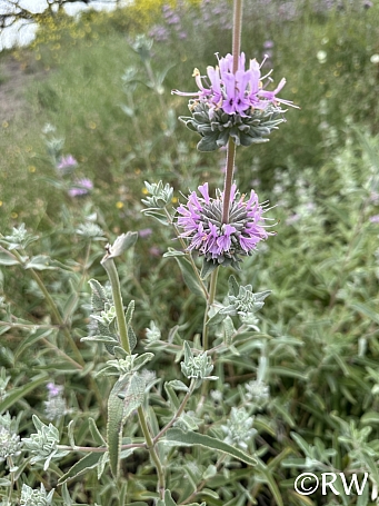 Salvia leucophylla  purple sage