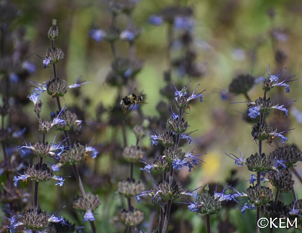 Salvia sonomensis  Sonoma sage
