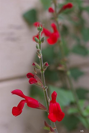 Salvia darcyi  Galeana sage