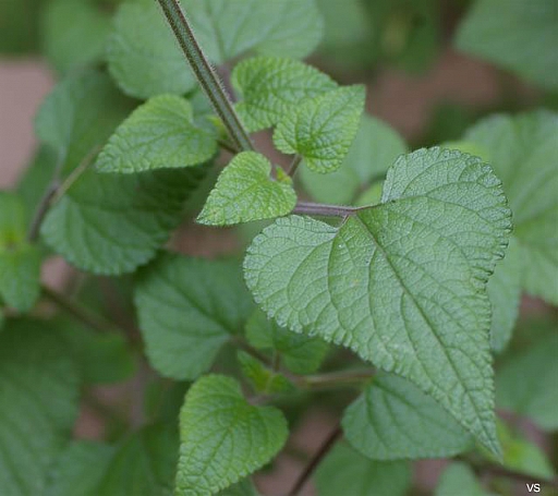 Salvia darcyi  Galeana sage