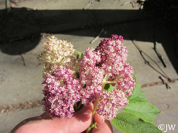Sambucus racemosa 'Alamere Lavender' red elderberry