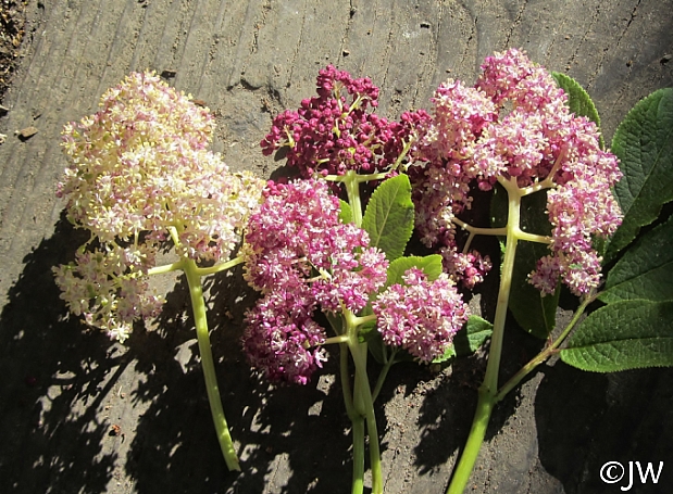 Sambucus racemosa 'Alamere Lavender' red elderberry