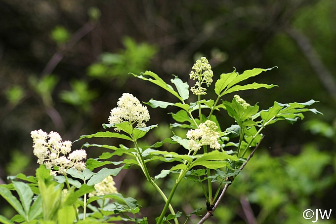 Sambucus racemosa  red elderberry