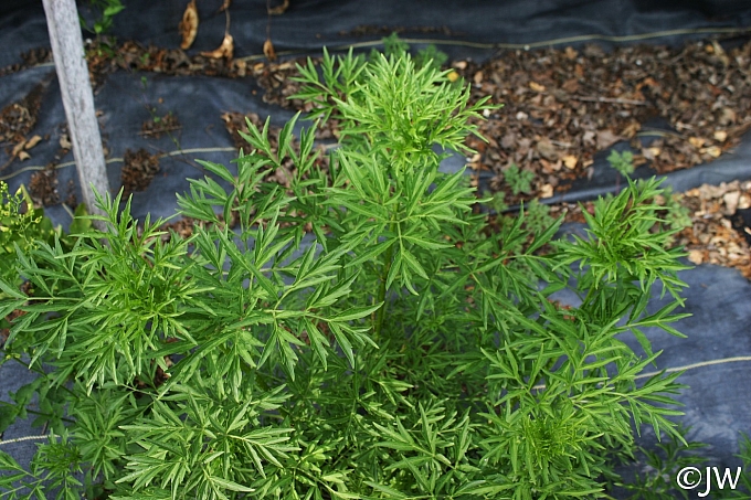 Sambucus nigra 'Laciniata' cut leaf elderberry