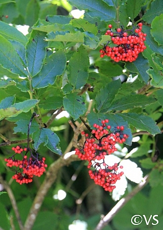 Sambucus racemosa  red elderberry
