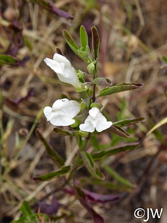 Scutellaria californica  California skullcap