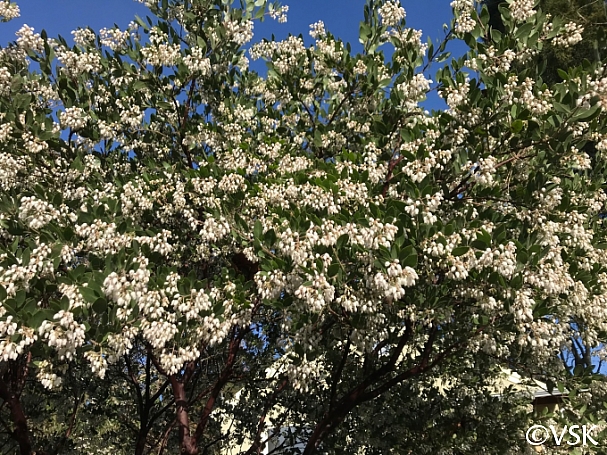 Arctostaphylos manzanita x 'Sebastopol White'  common manzanita