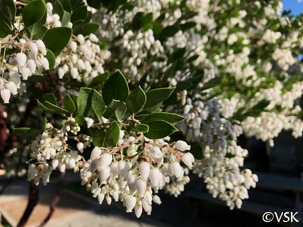 Arctostaphylos manzanita x 'Sebastopol White'  common manzanita
